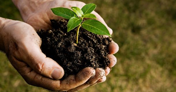 Tree-Planting-handful